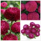Aster Balloon "Rose" Flower Seeds - Garden Flower Plant - 15 Seeds