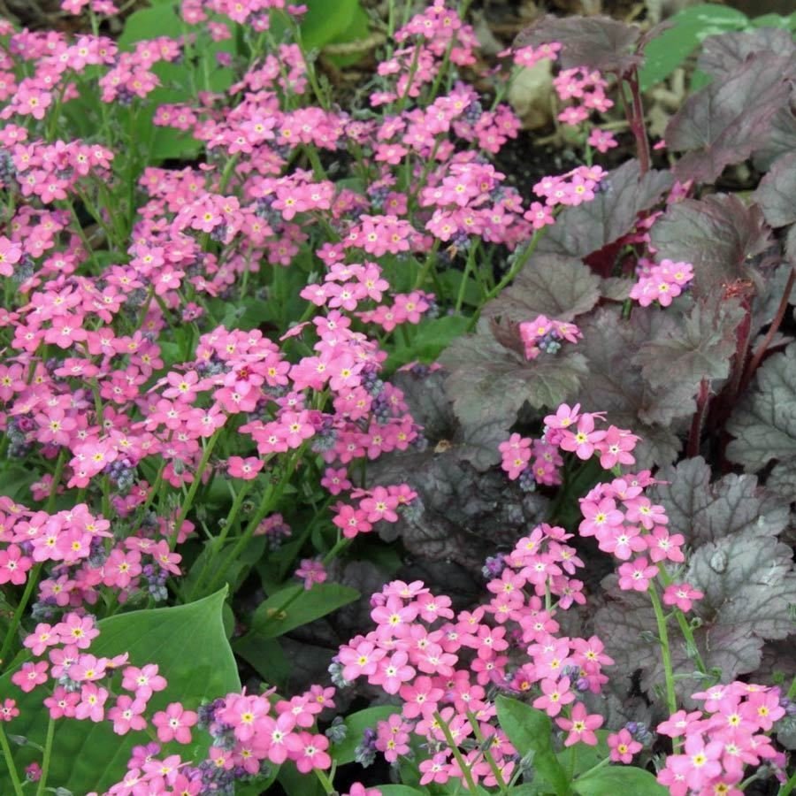 Forget Me Not Rose seeds Flower Seeds - Garden Flower Plant - 200 Seeds