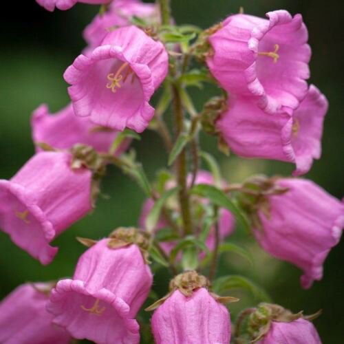 Tussock Bellflower Single Rose Pink Flower Seeds - Garden Flower Plant - 150 Seeds