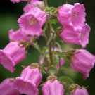 Tussock Bellflower Single Rose Pink Flower Seeds - Garden Flower Plant - 150 Seeds
