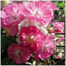 Rosa Chinensis Angel Wings Rose Flower Seeds - Garden Flower Plant - 12 Seeds