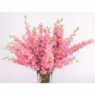 Larkspur "Rose Queen" Seeds Pink Flower Seeds - Garden Flower Plant - 10 Seeds