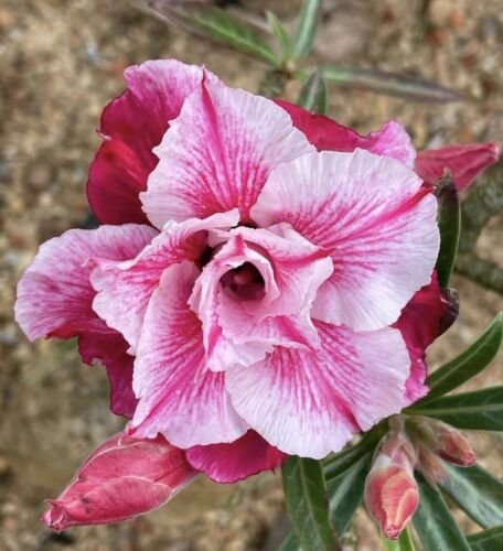Pink White Desert Rose Seeds Mix Flower Seeds - Garden Flower Plant - 5 Seeds