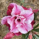 Pink White Desert Rose Seeds Mix Flower Seeds - Garden Flower Plant - 5 Seeds