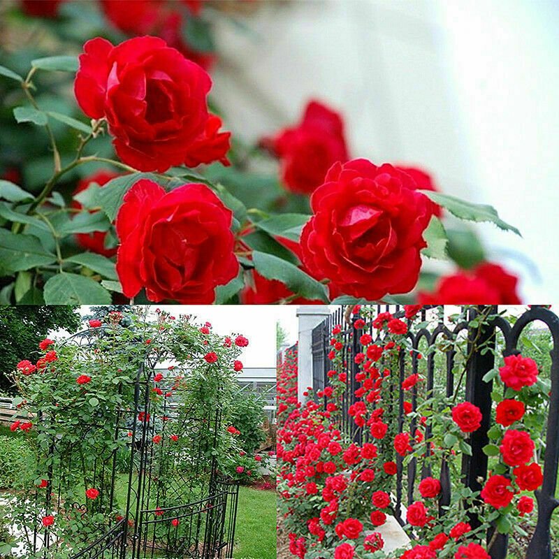 Red Climbing Rose Seeds Flower Seeds - Garden Flower Plant - 5 Seeds
