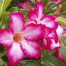 PINK DESERT ROSE SEEDS Flower Seeds - Garden Flower Plant - 5 Seeds