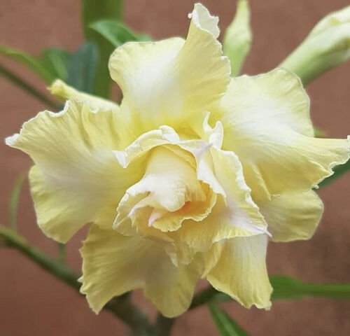 Desert Rose Mix Seeds Ultimate Yellow Flower Seeds - Garden Flower Plant - 5 Seeds