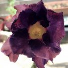 “Black Sheep” Adenium Obesum Desert Rose Mix Flower Seeds - Garden Flower Plant - 5 Seeds