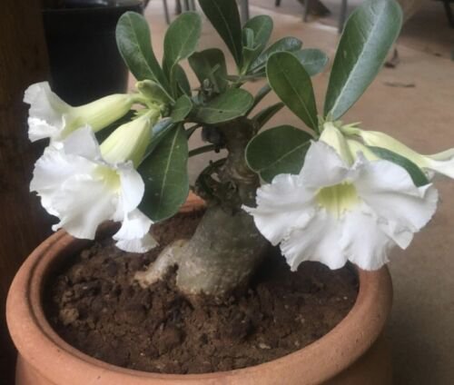 DESERT ROSE "Clear White" Flower Seeds - Garden Flower Plant - 10 Seeds