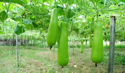 Bottle Gourd Vegetable Garden Asian Long Melon Seeds - Garden Fruit Plant - 5 Seeds
