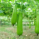 Bottle Gourd Vegetable Garden Asian Long Melon Seeds - Garden Fruit Plant - 5 Seeds