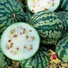 Preserving Melon Red Seeded Citron Seeds - Garden Fruit Plant - 10 Seeds