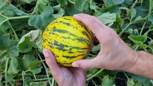 TURKISH LEOPARD MELON SEEDS Seeds - Garden Fruit Plant - 10 Seeds
