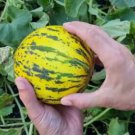 TURKISH LEOPARD MELON SEEDS Seeds - Garden Fruit Plant - 10 Seeds