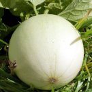 MELON Honeydew Green Flesh Seeds - Garden Fruit Plant - 10 Seeds