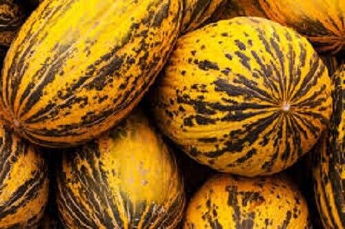 Honeydew Melon Leopard Turkish Melon Seeds - Garden Fruit Plant - 10 Seeds