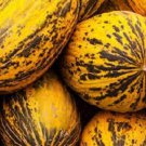 Honeydew Melon Leopard Turkish Melon Seeds - Garden Fruit Plant - 10 Seeds