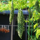 Bitter Melon Jounpuri Seeds - Garden Fruit Plant - 10 Seeds