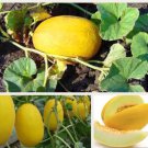 Yellow Cos Honeydew Seeds Rockmelon Melon Seeds - Garden Fruit Plant - 35 Seeds