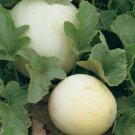 Honeydew melon rockmelon Vegetable Seeds - Garden Fruit Plant - 40 Seeds