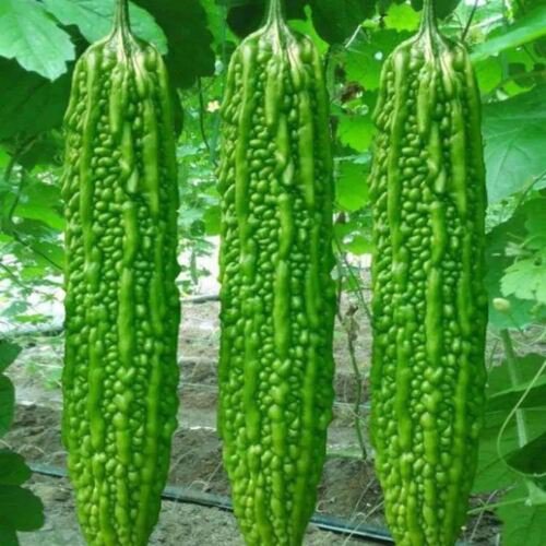 BITTER MELON Malabar Long Vegetable Seeds - Garden Fruit Plant - 5 Seeds