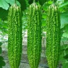 BITTER MELON Malabar Long Vegetable Seeds - Garden Fruit Plant - 5 Seeds