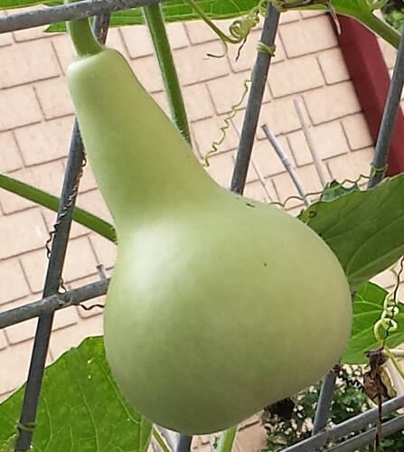 Small Asian Bottle Gourd Long Melon Vegetable Seeds - Garden Fruit Plant - 6 Seeds