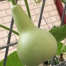 Small Asian Bottle Gourd Long Melon Vegetable Seeds - Garden Fruit Plant - 6 Seeds