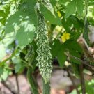 Bitter Melon Dark Jade Vegetable Seeds - Garden Fruit Plant - 7 Seeds