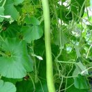 Bottle Gourd Long Melon Lauki Vegetable Seeds - Garden Fruit Plant - 5 Seeds
