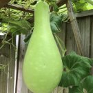 RARE Bottle Gourd Asian Indian Long Melon Vegetable Seeds - Garden Fruit Plant - 10 Seeds