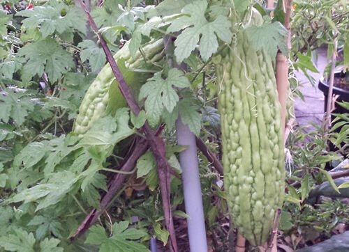 Asian Long Bitter Melon Pinyin Pare Paakharkaai Vegetable Seeds - Garden Fruit Plant - 6 Seeds