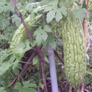 Asian Long Bitter Melon Pinyin Pare Paakharkaai Vegetable Seeds - Garden Fruit Plant - 6 Seeds