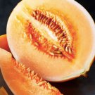Melon Amarillo Orange Candy' (Cucumis melo) Seeds - Garden Fruit Plant - 10 Seeds