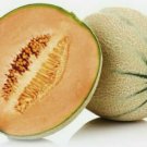 Euro Atlantic Rock Melon Vegetable Seeds - Garden Fruit Plant - 50 Seeds