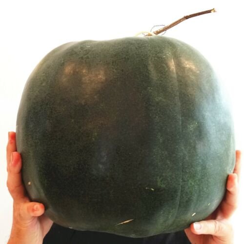 Winter Melon Seeds Wax Gourd Vegetable Seeds - Garden Fruit Plant - 20 Seeds