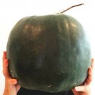 Winter Melon Seeds Wax Gourd Vegetable Seeds - Garden Fruit Plant - 20 Seeds