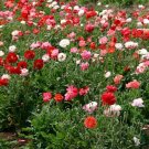 SHIRLEY DOUBLE MIX POPPY PASTEL COLOUR Seeds - Garden Flower Plant - 100 Seeds