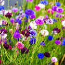 CORNFLOWER Double Ball Mix Seeds - Garden Flower Plant - 80 Seeds