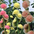 HOLLYHOCK Summer Carnival Double Mix Seeds - Garden Flower Plant - 60 Seeds
