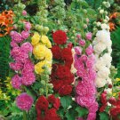HOLLYHOCK( Alcea Rosea ) Chaters Double Mixed Seeds - Garden Flower Plant - 60 Seeds