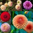 Dahlia Pompon Double Flowered Mix Seeds - Garden Flower Plant - 50 Seeds