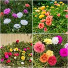 PORTULACA Double Flowered Mixed Seeds - Garden Flower Plant - 300 Seeds