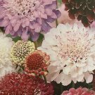 PINCUSHION FLOWER (scabiosa) 'Tall Double Mix' Seeds - Garden Flower Plant - 30 Seeds