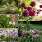 Scabiosa Dwarf Double Flowered Mixed Seeds - Garden Flower Plant - 30 Seeds
