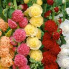 HOLLYHOCK CHATERS DOUBLE MIX Seeds - Garden Flower Plant - 20 Seeds