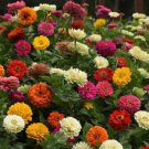 ZINNIA CUTFLOWER FORMULA BLEND Seeds - Garden Flower Plant - 150 Seeds