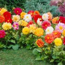 DAHLIA SEEDS UNWINS BEDDING SINGLE AND DOUBLE Seeds - Garden Flower Plant - 25 Seeds