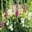 HOLLYHOCK( Alcea Rosea ) Chaters Double Mixed Seeds - Garden Flower Plant - 60 Seeds