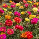 Portulaca Double Flowered Mix Seeds - Garden Flower Plant - 500 Seeds